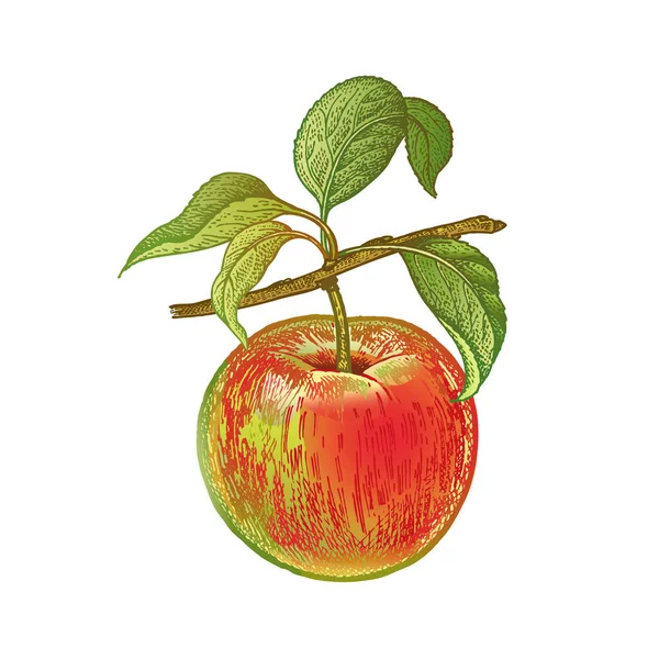 Dessin Réaliste De Pomme . — Image Vectorielle Sasha-Kasha tout Dessin Pommes 