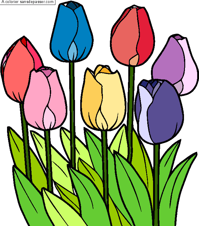 Dessin Tulipe - Coatmeur intérieur Dessiner Une Tulipe