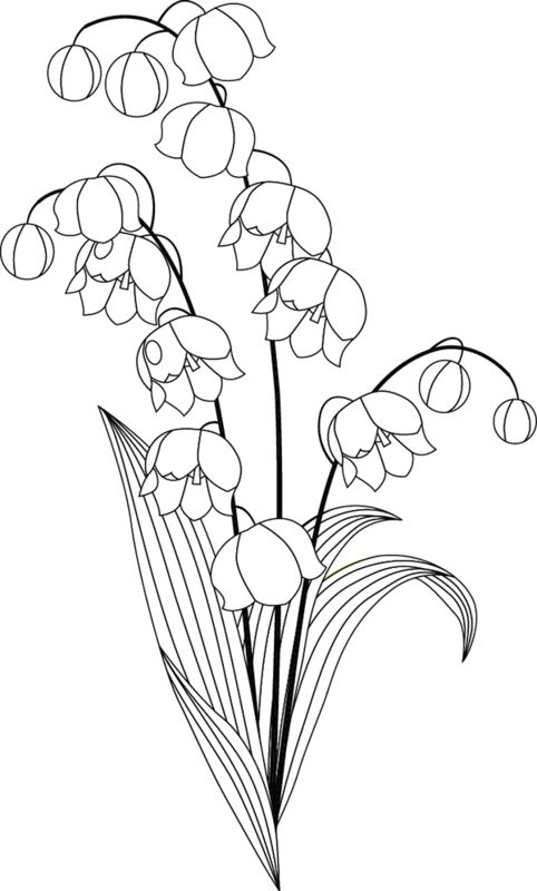 Dessiner Du Muguet : Coloriage Muguet À Imprimer avec Coloriage Muguet