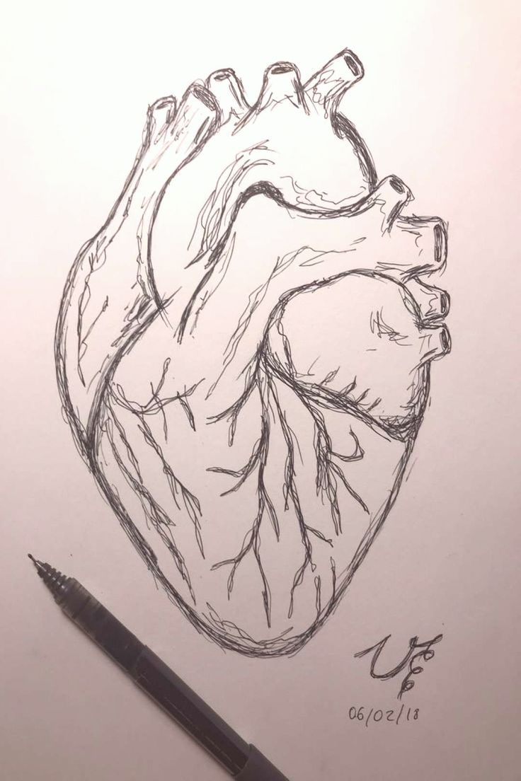 Dessiner Le Coeur Humain  Human Heart Drawing, Heart dedans Dessins Coeur 