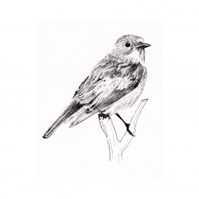 Dessins – Abeill'Oiseaux, Nichoirs & Compagnie, Nichoirs serapportantà Oiseaux Dessin