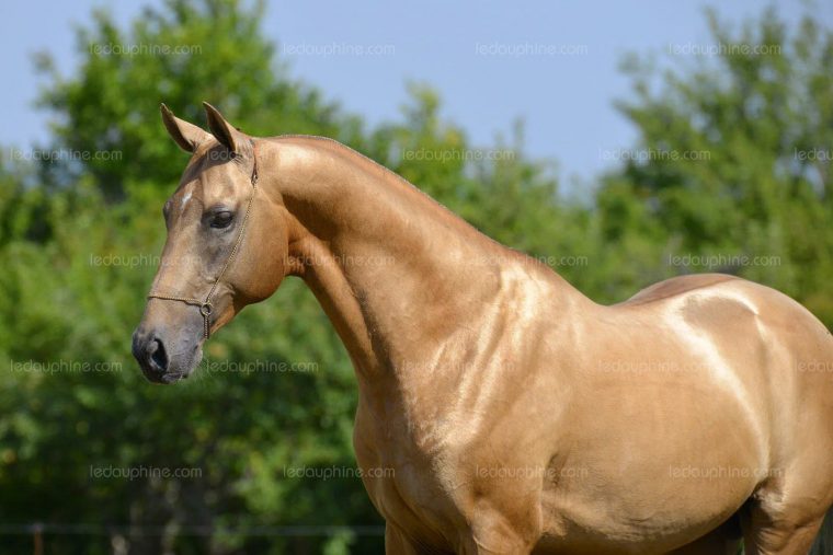 Dessins En Couleurs À Imprimer : Cheval, Numéro : A1210F69 destiné Cheval A Imprimer En Couleur