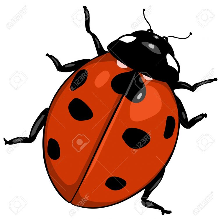 Dessins En Couleurs À Imprimer : Coccinelle, Numéro : C0B213D1 pour Coccinelle Dessin