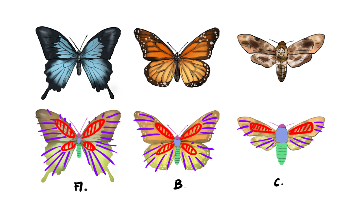 Dessins En Couleurs À Imprimer : Papillon, Numéro : 5A78Bae1 pour Papillon Image Dessin 