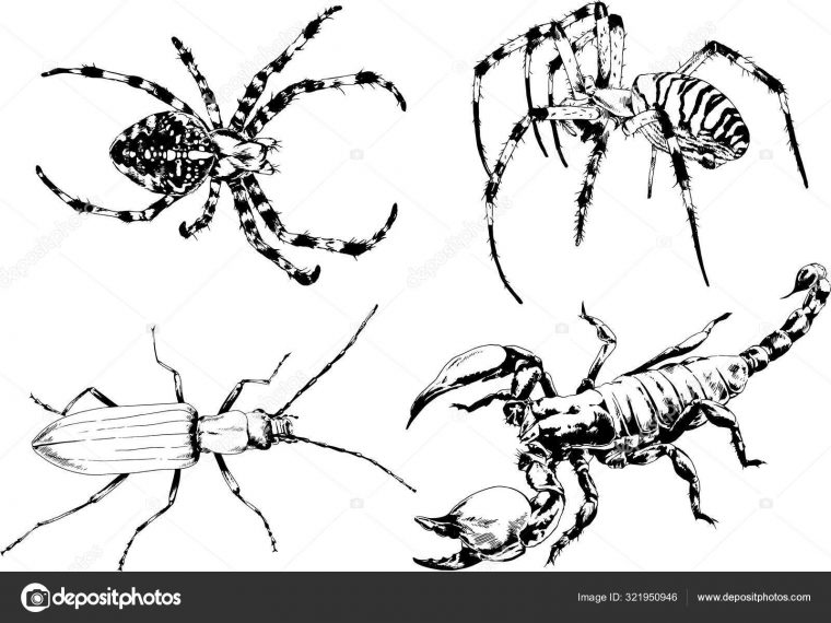 Dessins Vectoriels Esquisse Différents Insectes Insectes intérieur Dessin Insectes