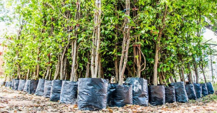 Distribution Gratuite De Jeunes Arbres • Mes Échantillons tout Image Arbre Gratuite