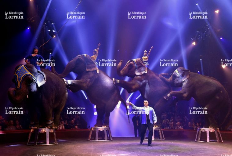 Edition De Metz Ville  Animaux Sauvages: La Famille Du serapportantà Cirque Animaux