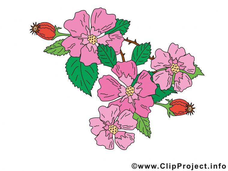 Églantine Image À Télécharger – Fleurs Clipart – Fleurs intérieur Dessin Fleurs