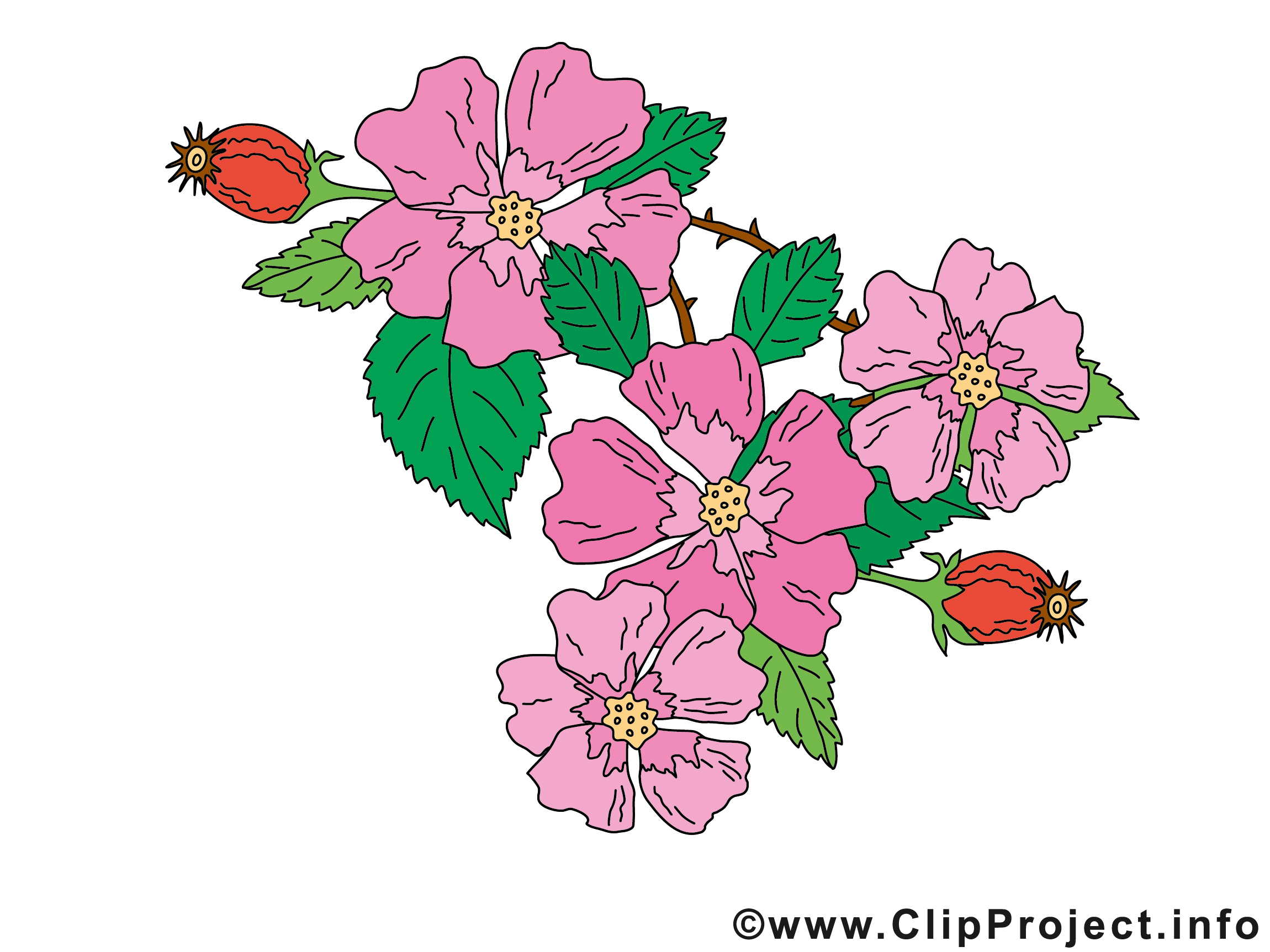 Églantine Image À Télécharger - Fleurs Clipart - Fleurs intérieur Dessin Fleurs 