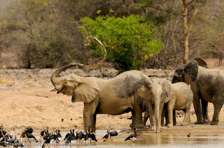 Éléphant De Savane intérieur Images Savane