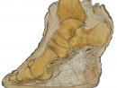 Elephant Foot And Foot Care - Upali.ch pour Anatomie Des Ã©Lephants