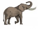 Éléphants D'Afrique Dessinés À La Main Avec Dessin Au concernant Dessin D Elephant