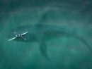 En Californie, Une Baleine Veut Croquer Un Kayakiste - Mer tout Cri Baleine
