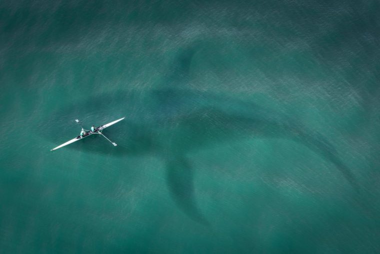 En Californie, Une Baleine Veut Croquer Un Kayakiste – Mer tout Cri Baleine