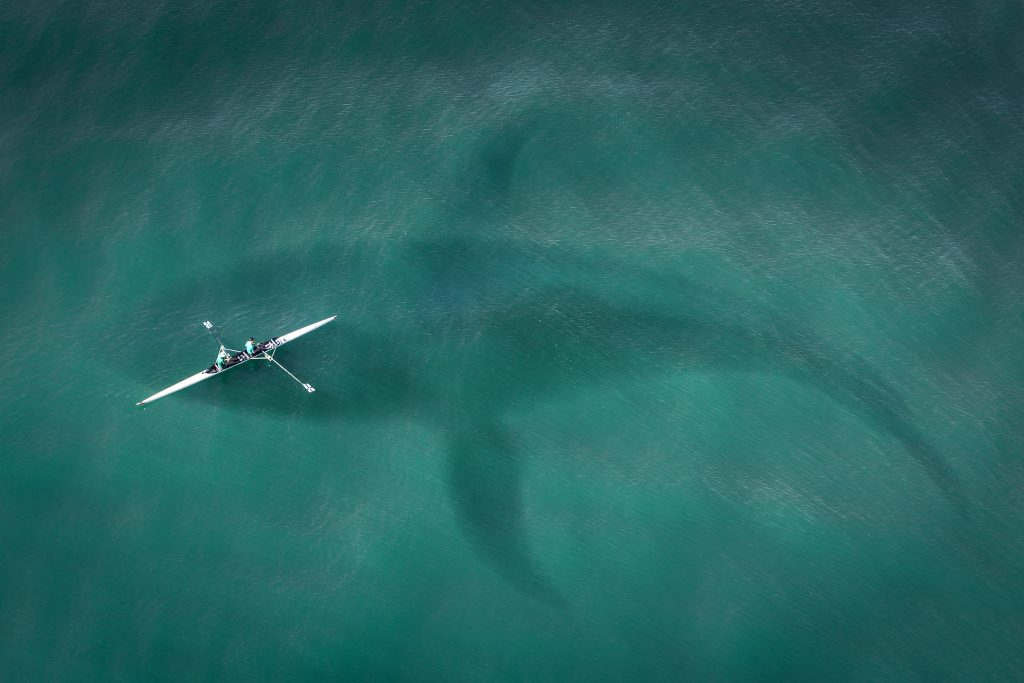 En Californie, Une Baleine Veut Croquer Un Kayakiste - Mer tout Cri Baleine