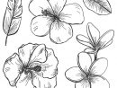 Épinglé Sur Coloriage Fleurs Et Plantes - Flowers And avec Fleur Dessin