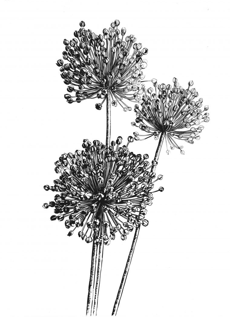 Épinglé Sur Illustration Encre De Chine encequiconcerne Dessin Fleur Noir Et Blanc