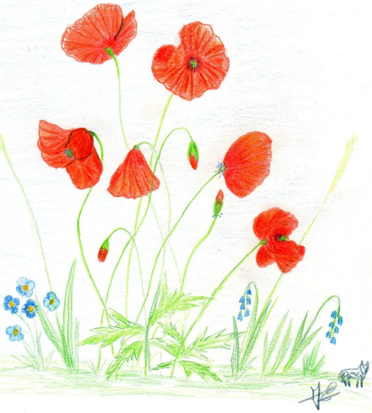 Épinglé Sur Mes Dessins dedans Dessin Coquelicot