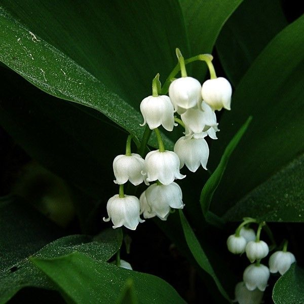 Épinglé Sur Végétaux intérieur Muguet Plantation