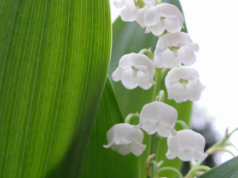 Evariste Zephyrin – Photographer: Muguet concernant Fleurs De Muguet A Imprimer