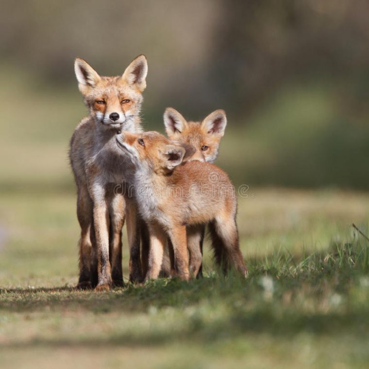 Famille De Renard Rouge Image Stock. Image Du Jeune intérieur Famille Des Renards