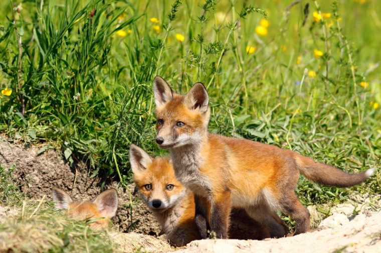 Famille De Renard Rouge Image Stock. Image Du Renards encequiconcerne Famille Des Renards