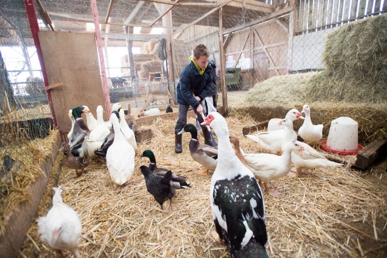 Ferme Pédagogique De Woimbey – Rencontre Des Animaux De La avec Image Les Animaux De La Ferme