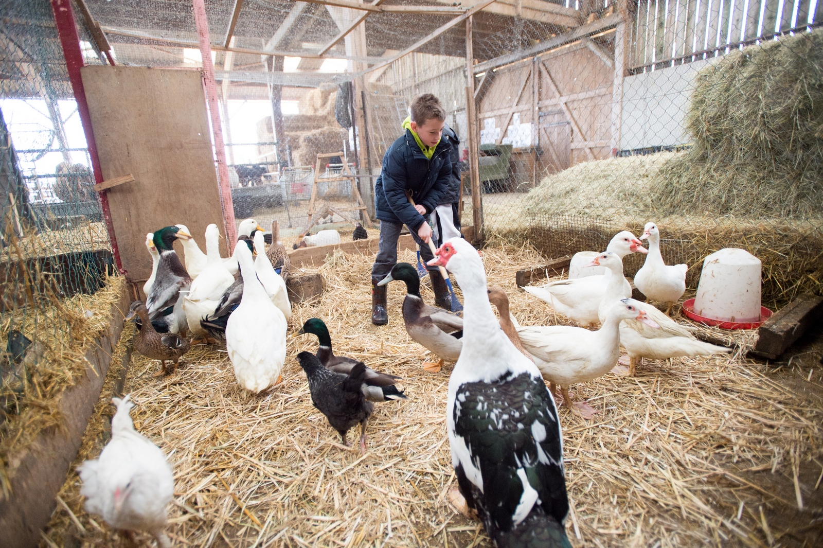 Ferme Pédagogique De Woimbey - Rencontre Des Animaux De La avec Image Les Animaux De La Ferme 