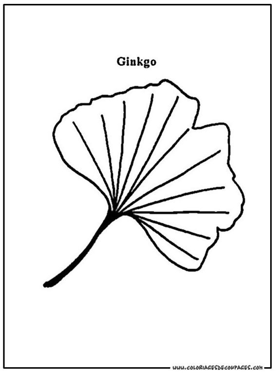 Feuille Ginkgo Coloriage 55  Gingko Art, Embroidery pour Dessin Feuilles 