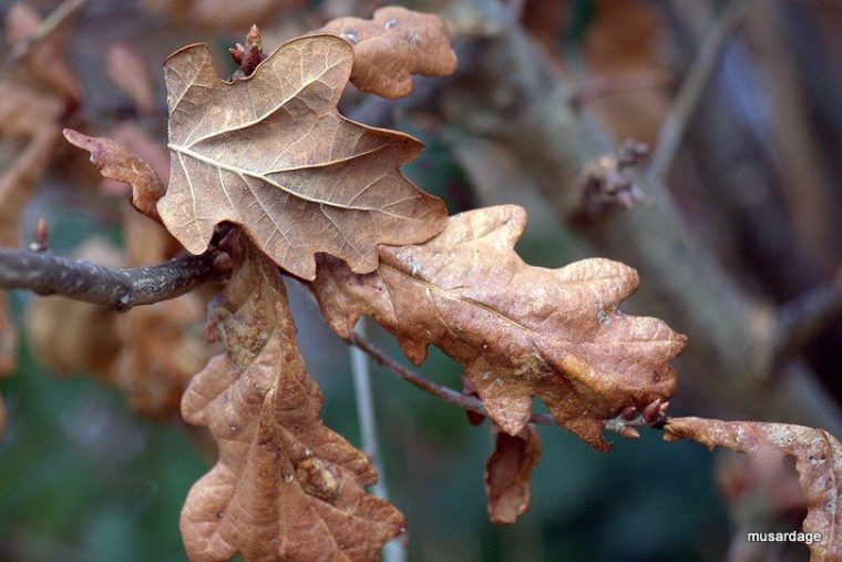 Feuilles Mortes  Musardage Du Côté De Trégunc encequiconcerne Image Feuille Morte