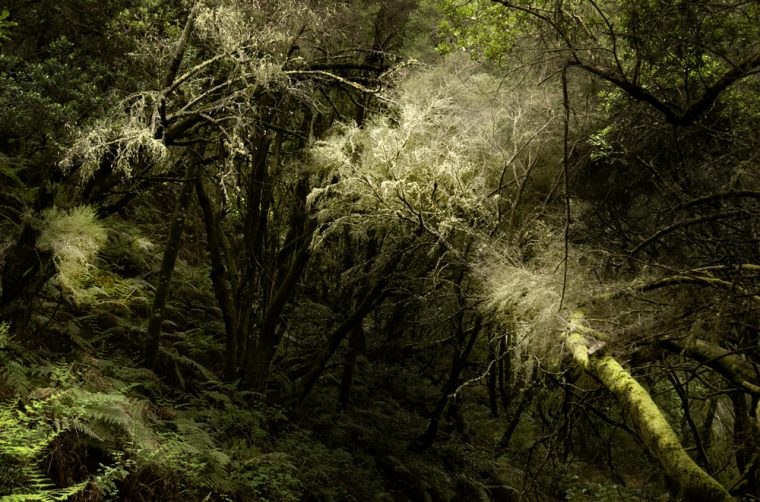 nebelwald la gomera