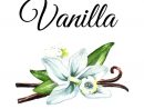 Fleur De Vanille Avec Des Cosses Et Des Lames Illustration encequiconcerne Dessin Vanille