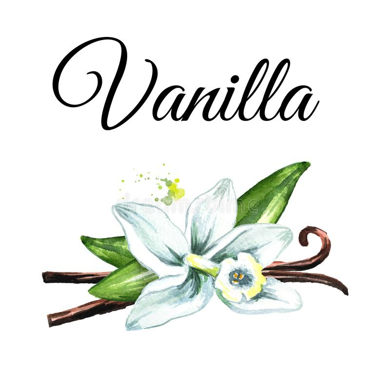 Fleur De Vanille Avec Des Cosses Et Des Lames Illustration encequiconcerne Dessin Vanille 