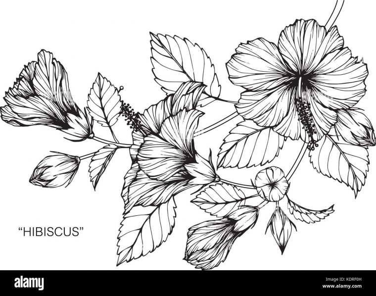 Fleur D'Hibiscus Dessin Illustration. Noir Et Blanc Avec pour Dessin Fleur Noir Et Blanc