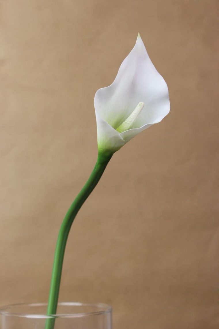 Fleur Éternelle – Arum à Fleurs Arum