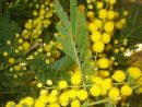 Fleuriste Isabelle Feuvrier: Le Mimosas D'Hiver Ou Mimosas serapportantà Fleurs Mimosa