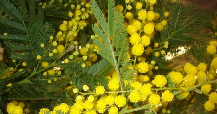 Fleuriste Isabelle Feuvrier: Le Mimosas D'Hiver Ou Mimosas serapportantà Fleurs Mimosa