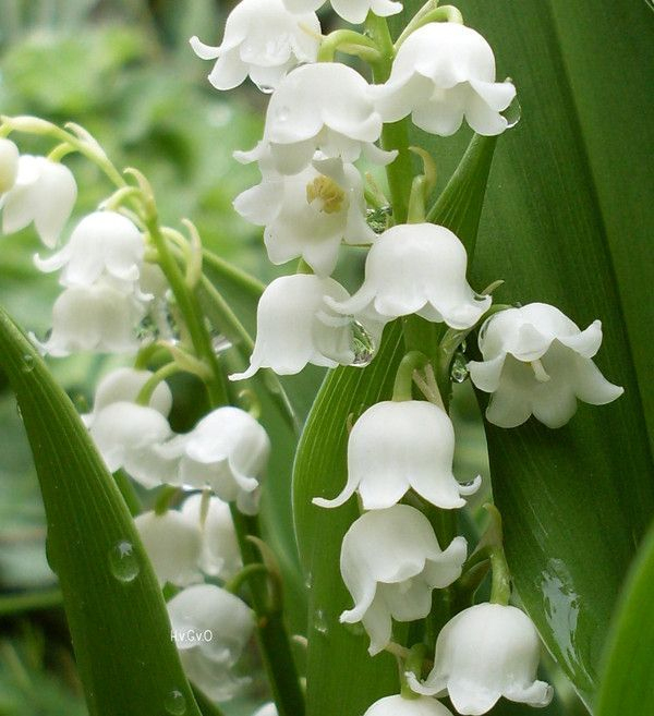 Fleurs - Page 2 dedans Images Gratuites Muguet 1Er Mai 