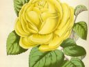 Flore Serres Et Jardins Europe - Flore Serres Et Jardins D pour Dessin Rosier