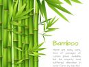 Fond De Bambou Réaliste  Vecteur Premium encequiconcerne Dessin De Bambou