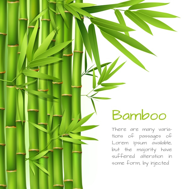 Fond De Bambou Réaliste  Vecteur Premium encequiconcerne Dessin De Bambou