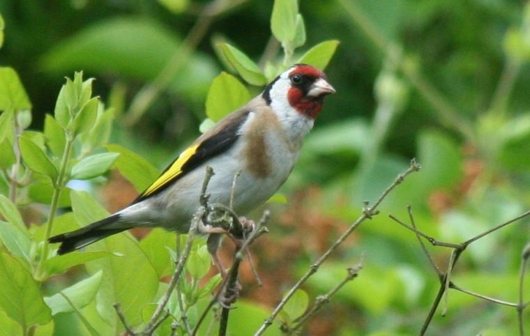 Fond D'Écran Gratuit Printemps Oiseaux – Fonds D'Écran Hd tout Images Oiseaux Gratuites