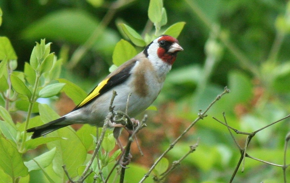 Fond D&amp;#039;Écran Gratuit Printemps Oiseaux - Fonds D&amp;#039;Écran Hd tout Images Oiseaux Gratuites 