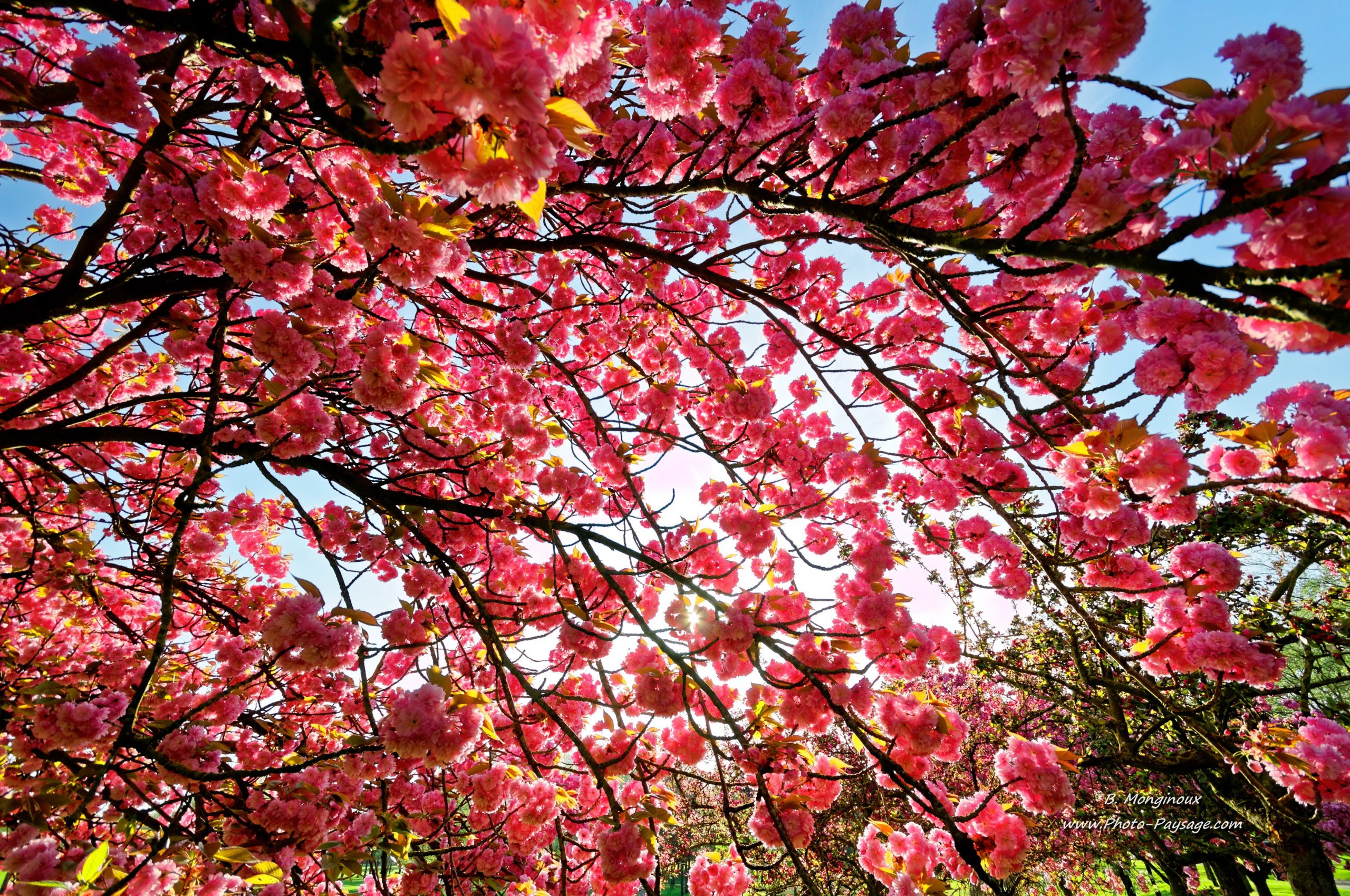 Fond D&amp;#039;Écran Printemps Grand Format • Les Plus Belles intérieur La Nature En Printemps 