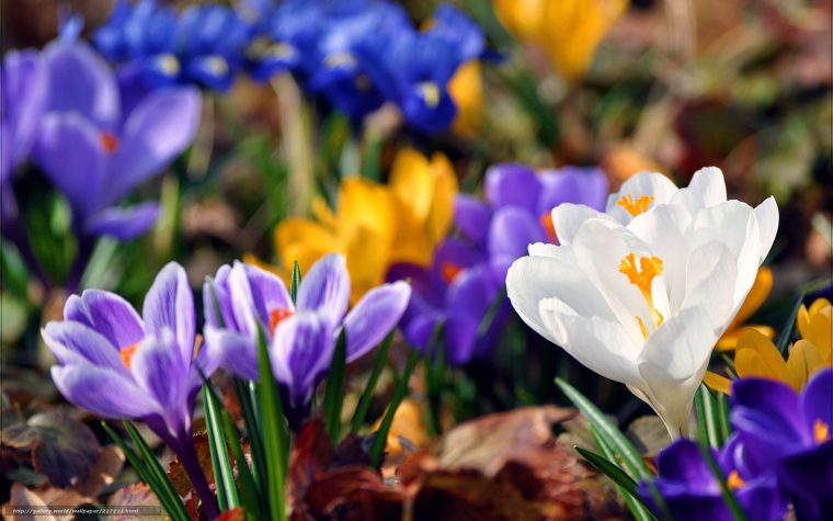 Fond Ecran Printemps Fleurs – Fonds D'Écran Hd concernant Fleurs Gratuites