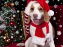 Fonds D'Ecran Jour Fériés Nouvel An Chien Beagle Chapeau D à Image De Noel Animaux