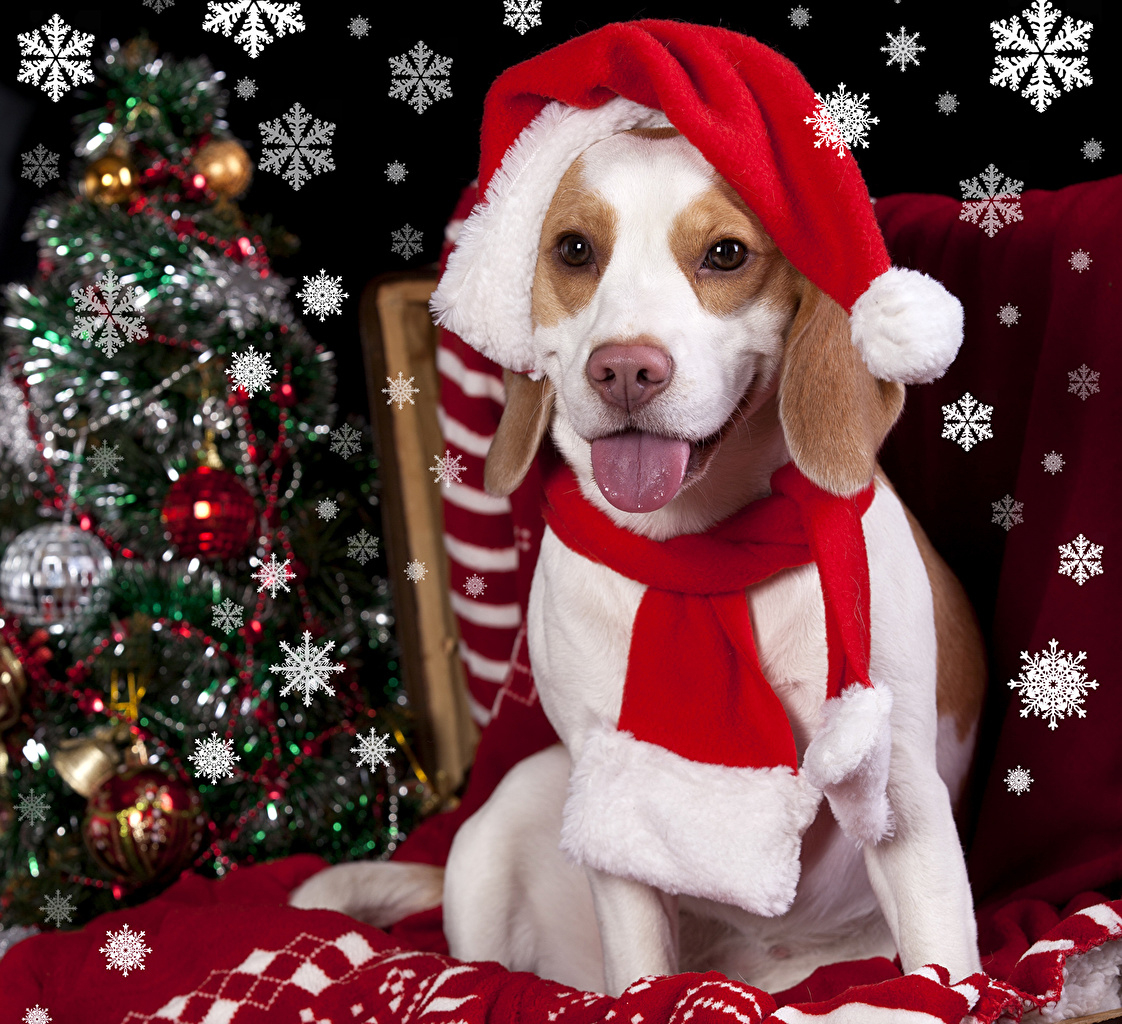 Fonds D'Ecran Jour Fériés Nouvel An Chien Beagle Chapeau D à Image De Noel Animaux