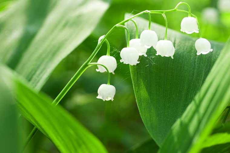 Fonds D'Ecran Muguet De Mai Feuillage Fleurs Télécharger Photo destiné Image De Muguet Gratuit