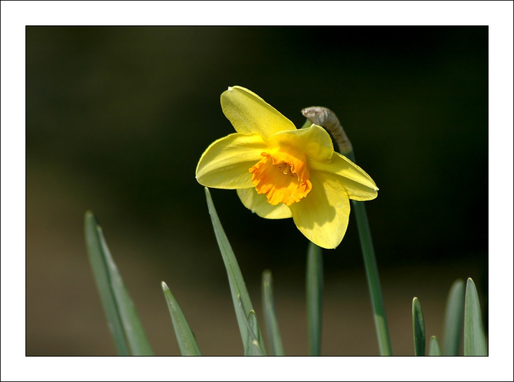 Forum Image &amp;amp; Nature • Afficher Le Sujet - Sujet Commun De pour Image De Jonquille 