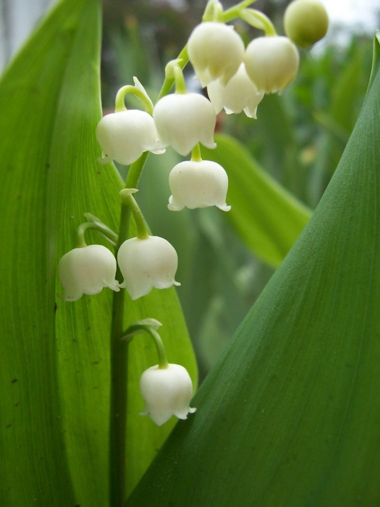 Free Lily Of The Valley Stock Photo – Freeimages intérieur Muguet Plantation